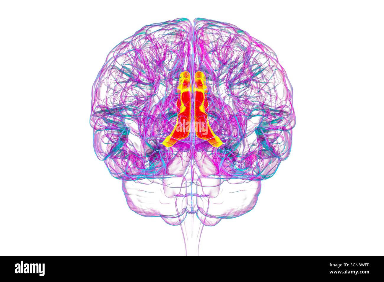 Illustration des menschlichen Gehirns mit Hervorhebung des Gyrus cingulata, der für die Emotionsverarbeitung, Entscheidungsfindung und kognitive Kontrolle bei verschiedenen Störungen essentiell ist. Stockfoto