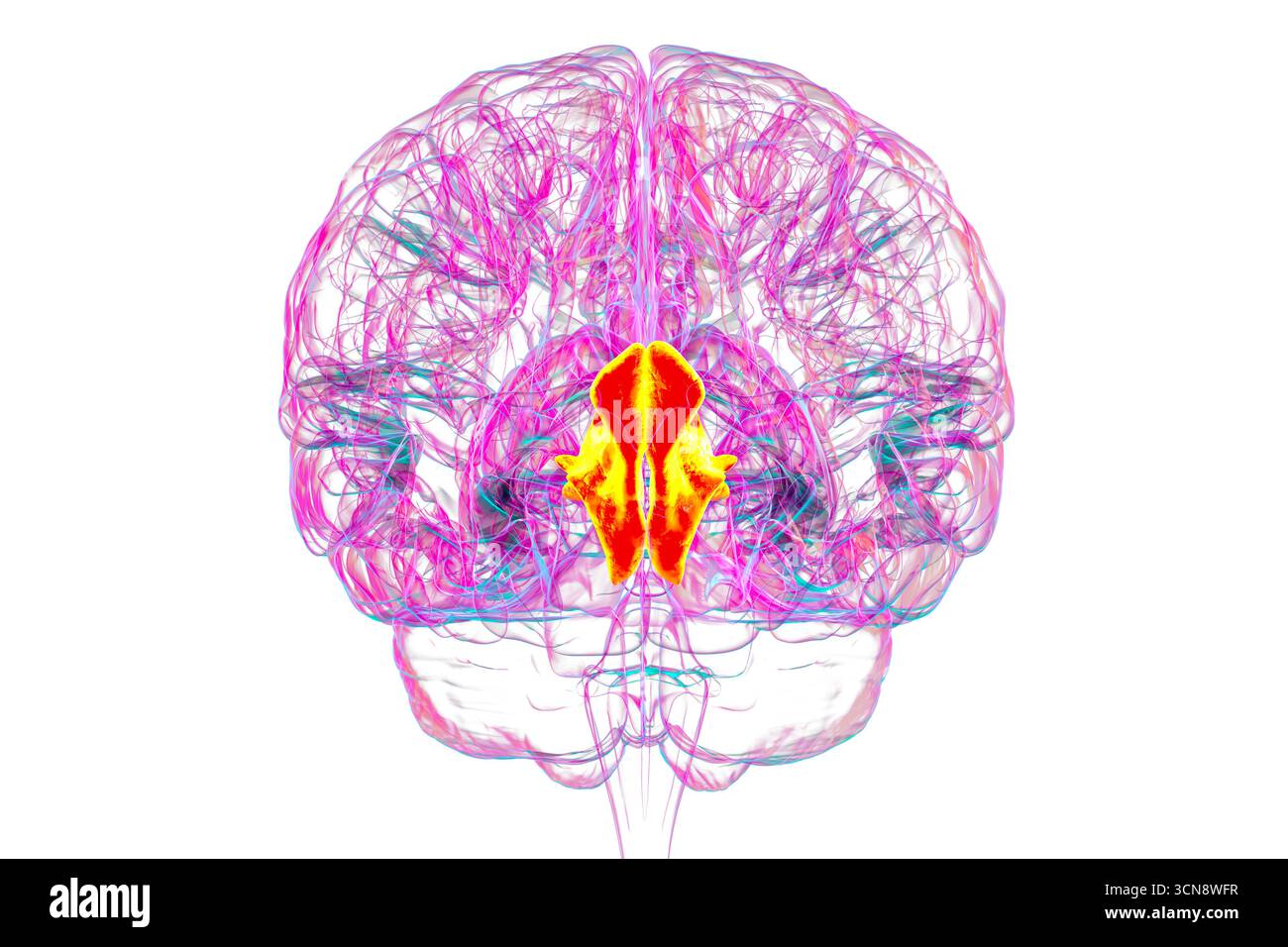 Menschliches Gehirn mit hervorgehobenem Cuneus Gyrus, Illustration. Dies ist ein visueller Bearbeitungsbereich im Okzipitallappen, der an Aufmerksamkeit, Sehvermögen und räumlicher Orientierung beteiligt ist. Stockfoto