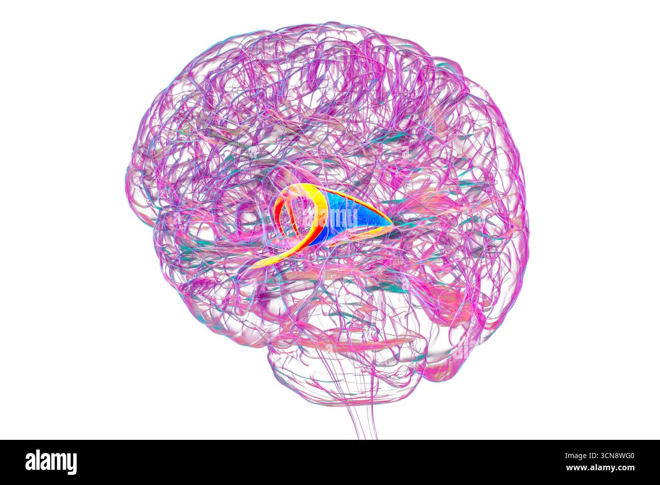 Abbildung des menschlichen Gehirns mit hervorgehobenen Hirnfornix (orange) und Commissure of Fornix (blau), mit Gedächtnisverarbeitung und limbischer Systemfunktion. Pathologie im Zusammenhang mit Gedächtnisverlust. Stockfoto