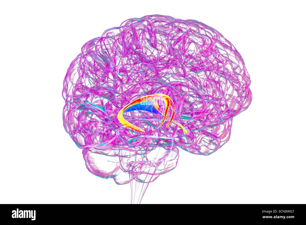 Abbildung des menschlichen Gehirns mit hervorgehobenen Hirnfornix (orange) und Commissure of Fornix (blau), mit Gedächtnisverarbeitung und limbischer Systemfunktion. Pathologie im Zusammenhang mit Gedächtnisverlust. Stockfoto