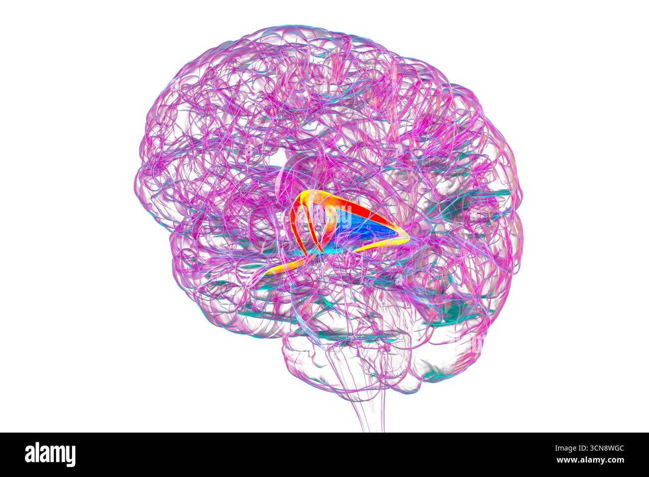 Abbildung des menschlichen Gehirns mit hervorgehobenen Hirnfornix (orange) und Commissure of Fornix (blau), mit Gedächtnisverarbeitung und limbischer Systemfunktion. Pathologie im Zusammenhang mit Gedächtnisverlust. Stockfoto