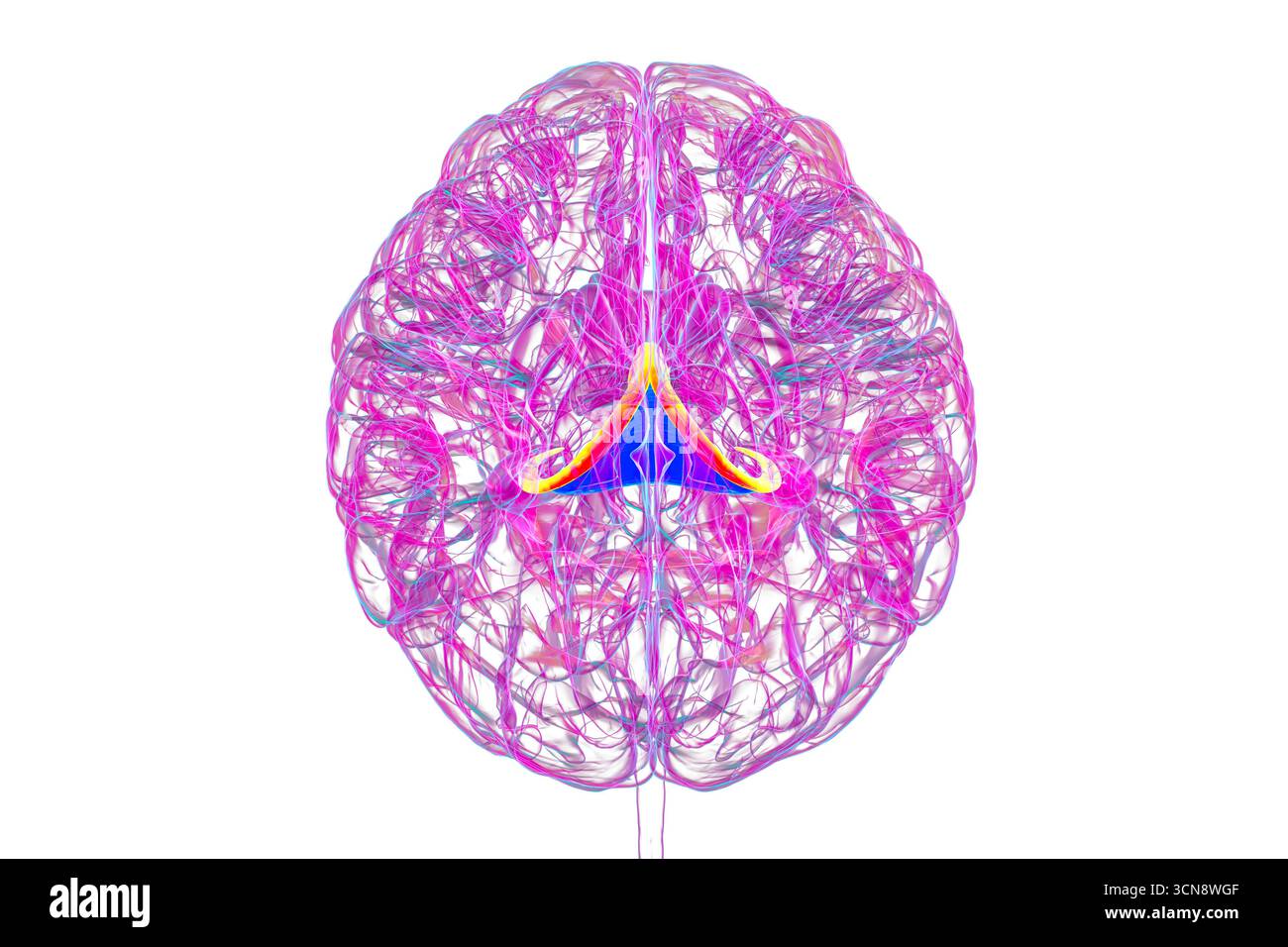 Abbildung des menschlichen Gehirns mit hervorgehobenen Hirnfornix (orange) und Commissure of Fornix (blau), mit Gedächtnisverarbeitung und limbischer Systemfunktion. Pathologie im Zusammenhang mit Gedächtnisverlust. Stockfoto