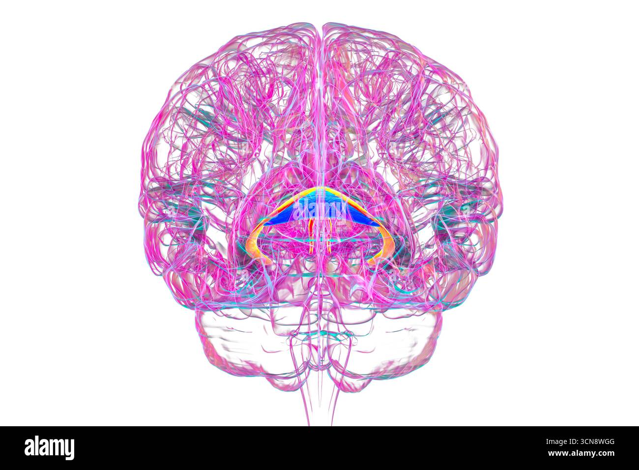 Abbildung des menschlichen Gehirns mit hervorgehobenen Hirnfornix (orange) und Commissure of Fornix (blau), mit Gedächtnisverarbeitung und limbischer Systemfunktion. Pathologie im Zusammenhang mit Gedächtnisverlust. Stockfoto