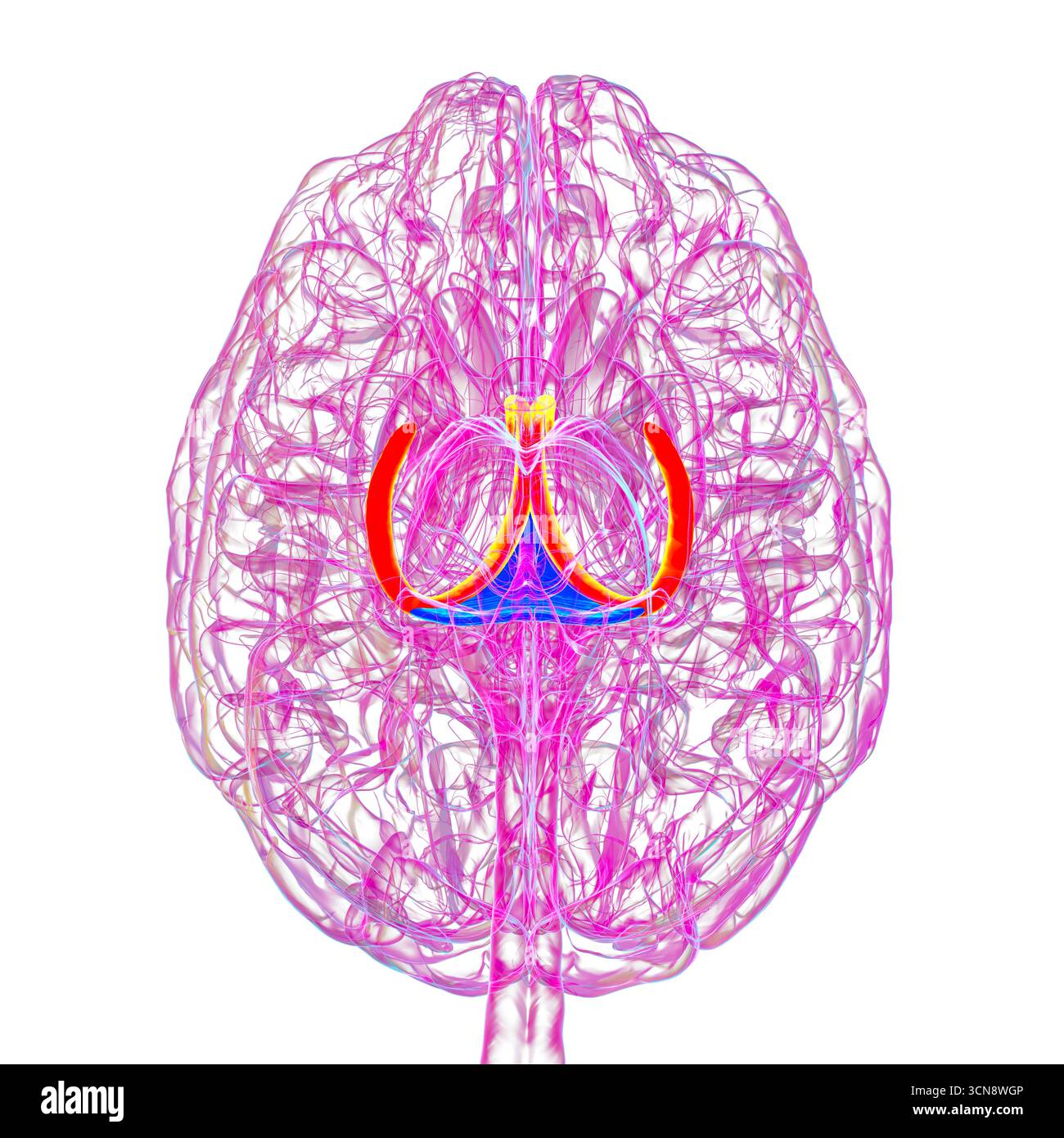 Abbildung des menschlichen Gehirns mit hervorgehobenen Hirnfornix (orange) und Commissure of Fornix (blau), mit Gedächtnisverarbeitung und limbischer Systemfunktion. Pathologie im Zusammenhang mit Gedächtnisverlust. Stockfoto