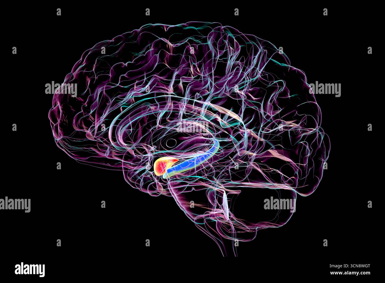 Abbildung des menschlichen Gehirns in der Mitte des Abschnitts mit hervorgehobener Amygdala (rot) und Hippocampus (blau), Schlüsselregionen, die von Alzheimer betroffen sind und mit Gedächtnisverlust und emotionaler Störung in Verbindung stehen. Stockfoto