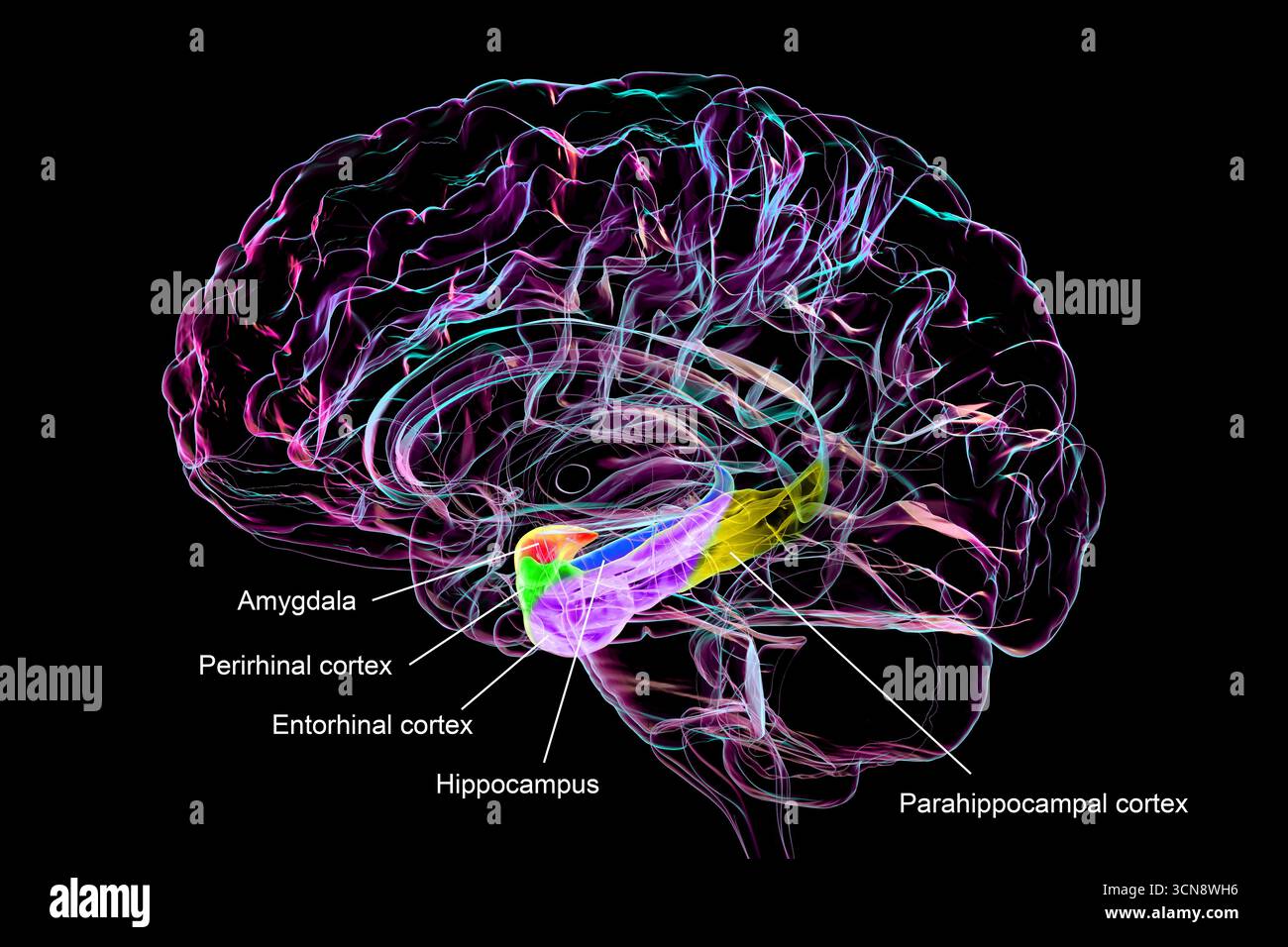 Abbildung eines menschlichen Hirnmittelschnitts mit hervorgehobener Amygdala (rot), Hippocampus (blau), parahippocampalem Gyrus und assoziierten Kortizen: Perirhinal (grün), entorhinal (violett) und parahippocampal (gelb). Stockfoto