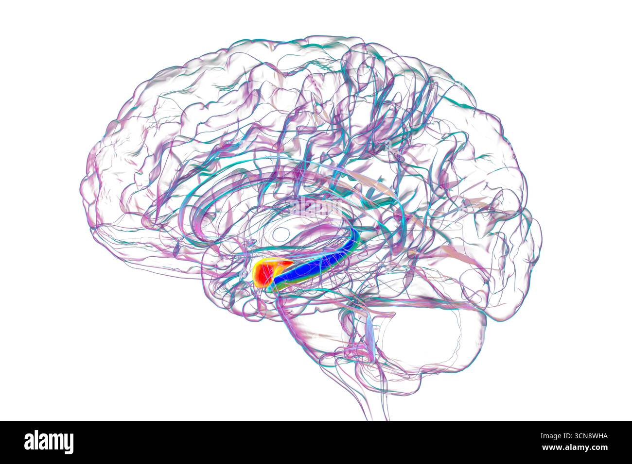 Abbildung des menschlichen Gehirns in der Mitte des Abschnitts mit hervorgehobener Amygdala (rot) und Hippocampus (blau), Schlüsselregionen, die von Alzheimer betroffen sind und mit Gedächtnisverlust und emotionaler Störung in Verbindung stehen. Stockfoto