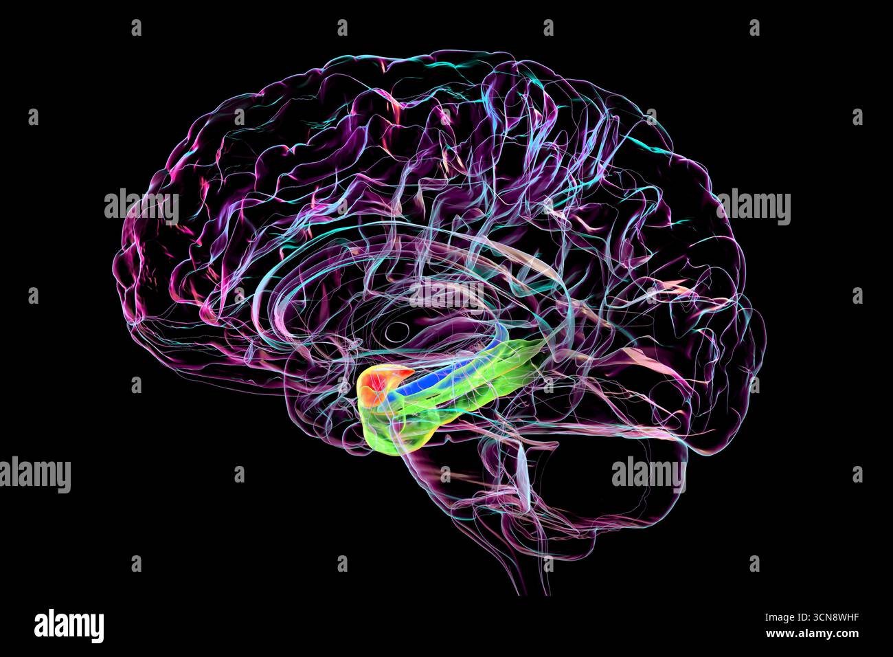 Abbildung eines menschlichen Gehirns mit hervorgehobener Amygdala (rot), Hippocampus (blau) und parahippocampalem Gyrus (grün) auf einem Mittelteil, Schlüsselregionen in Emotionen, Gedächtnis und räumlicher Verarbeitung, Illustration. Stockfoto