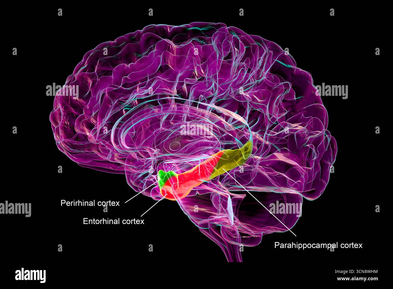 Illustration des parahippocampalen Gyrus des Gehirns mit perirhinaler Cortex (grün), entorhinaler Cortex (rot) und parahippocampaler Cortex (gelb), beteiligt an Gedächtnis, Erkennung und räumlichem Kontext. Stockfoto