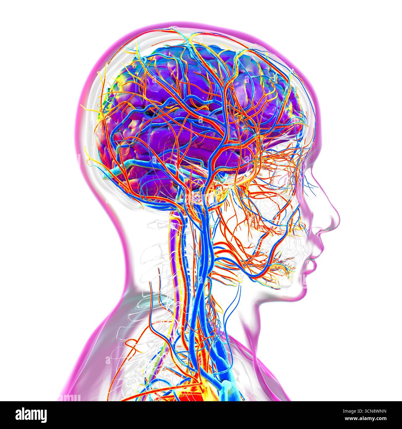 Abbildung eines menschlichen Gehirns mit hervorgehobenen Blutgefäßen mit detaillierter zerebraler Kreislaufanatomie mit roten Arterien und blauen Venen. Stockfoto