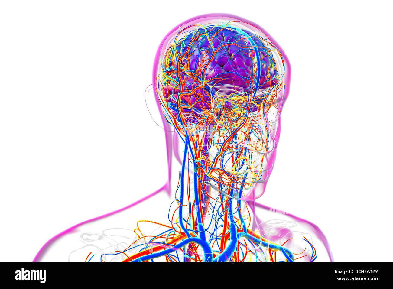 Abbildung eines menschlichen Gehirns mit hervorgehobenen Blutgefäßen mit detaillierter zerebraler Kreislaufanatomie mit roten Arterien und blauen Venen. Stockfoto
