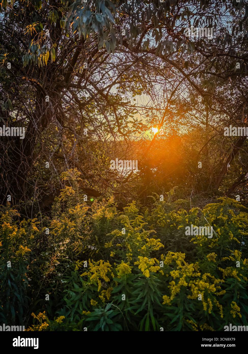 Sonnenuntergang über einem Gewässer, durch einen natürlichen Rahmen aus Ästen und leuchtenden gelben Goldrohrblumen im Vordergrund gesehen. Das warme Licht leuchtet Stockfoto
