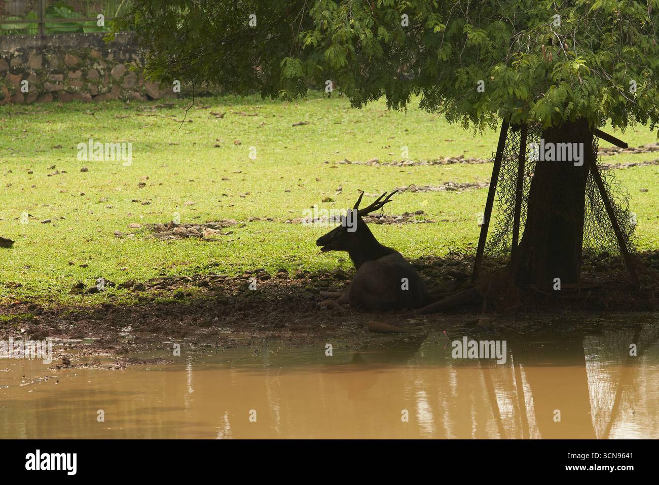 Die Silhouette eines Hirsches mit Geweih liegt im Schatten unter einem Baum in der Nähe eines schlammigen Teichs. Das Tier wirkt ruhig und entspannt und genießt die kühle Gegend Stockfoto