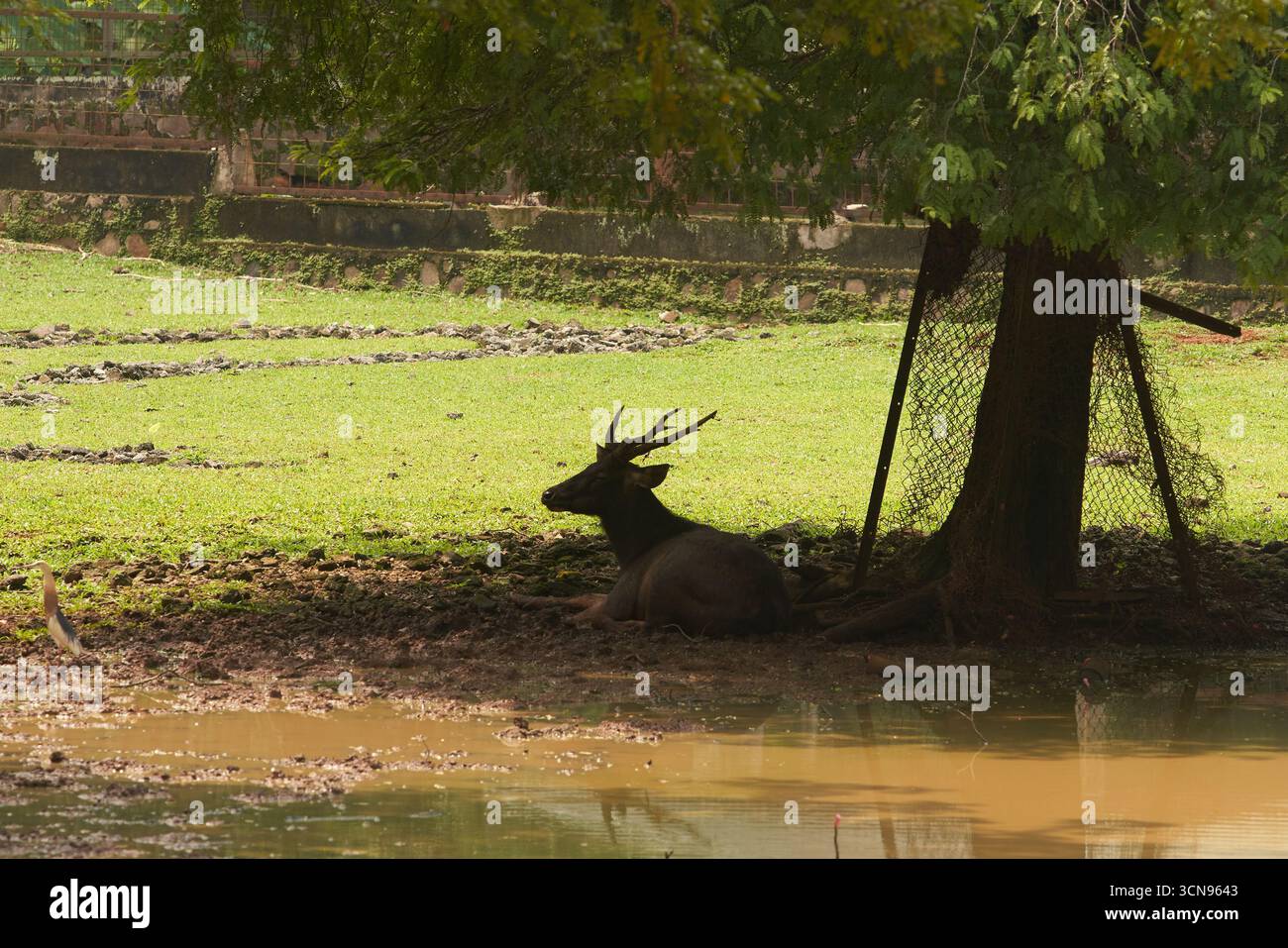 Die Silhouette eines Hirsches mit Geweih liegt im Schatten unter einem Baum in der Nähe eines schlammigen Teichs. Das Tier wirkt ruhig und entspannt und genießt die kühle Gegend Stockfoto