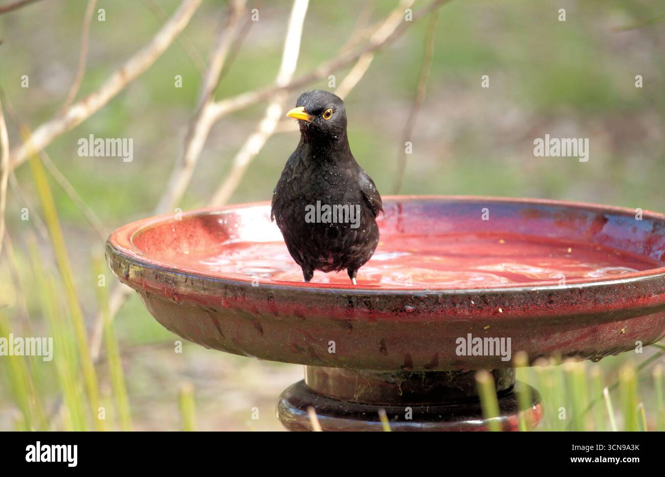 Männlicher gemeiner Schwarzvogel (Turdus merula) Baden, Südaustralien Stockfoto