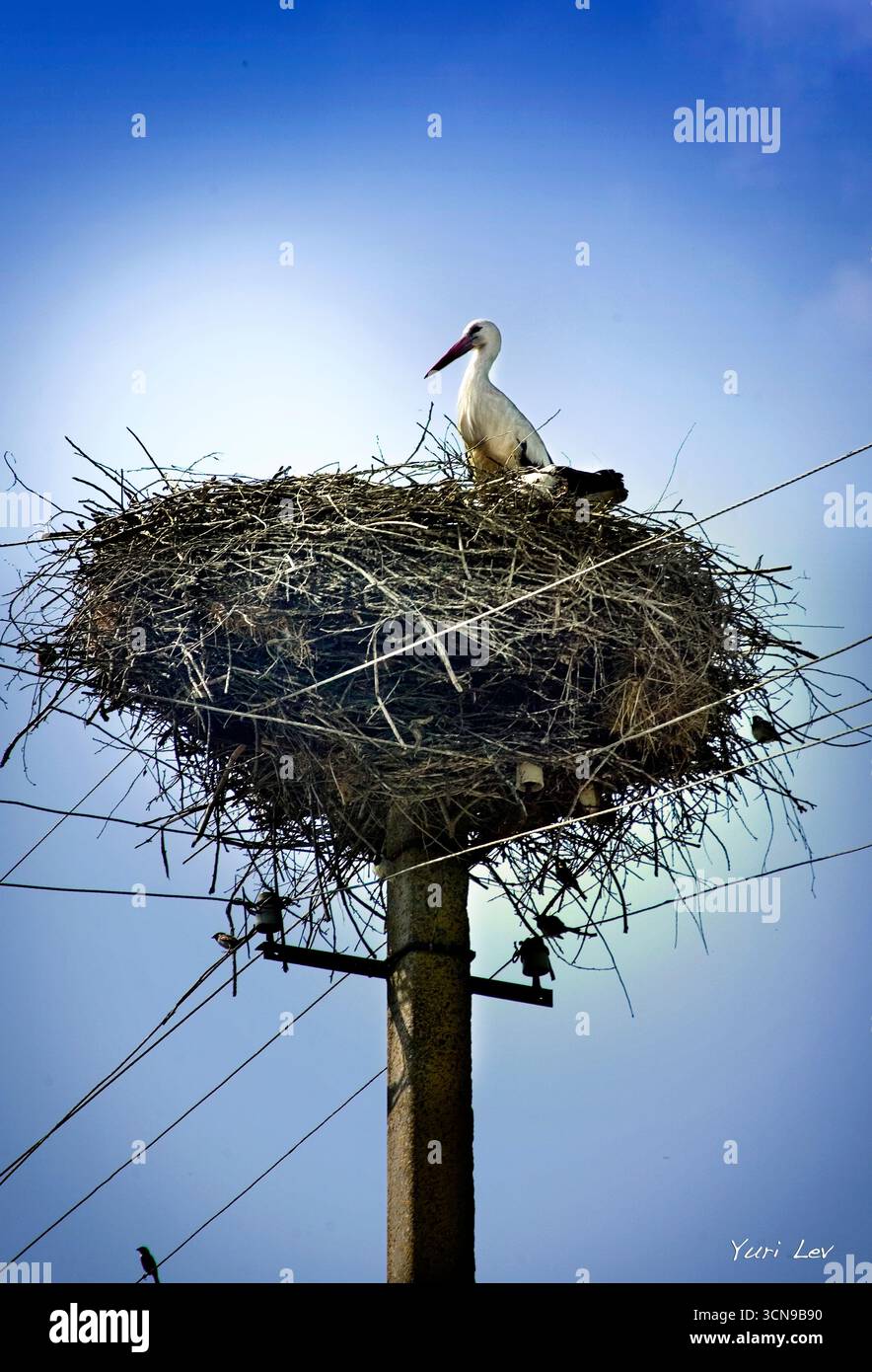 Das ist ein Leleka, ein Storch, der in der Ukraine heimisch ist. Er baut sein Nest auf Dächern, Kabeldrähten und anderen künstlichen Strukturen. Stockfoto