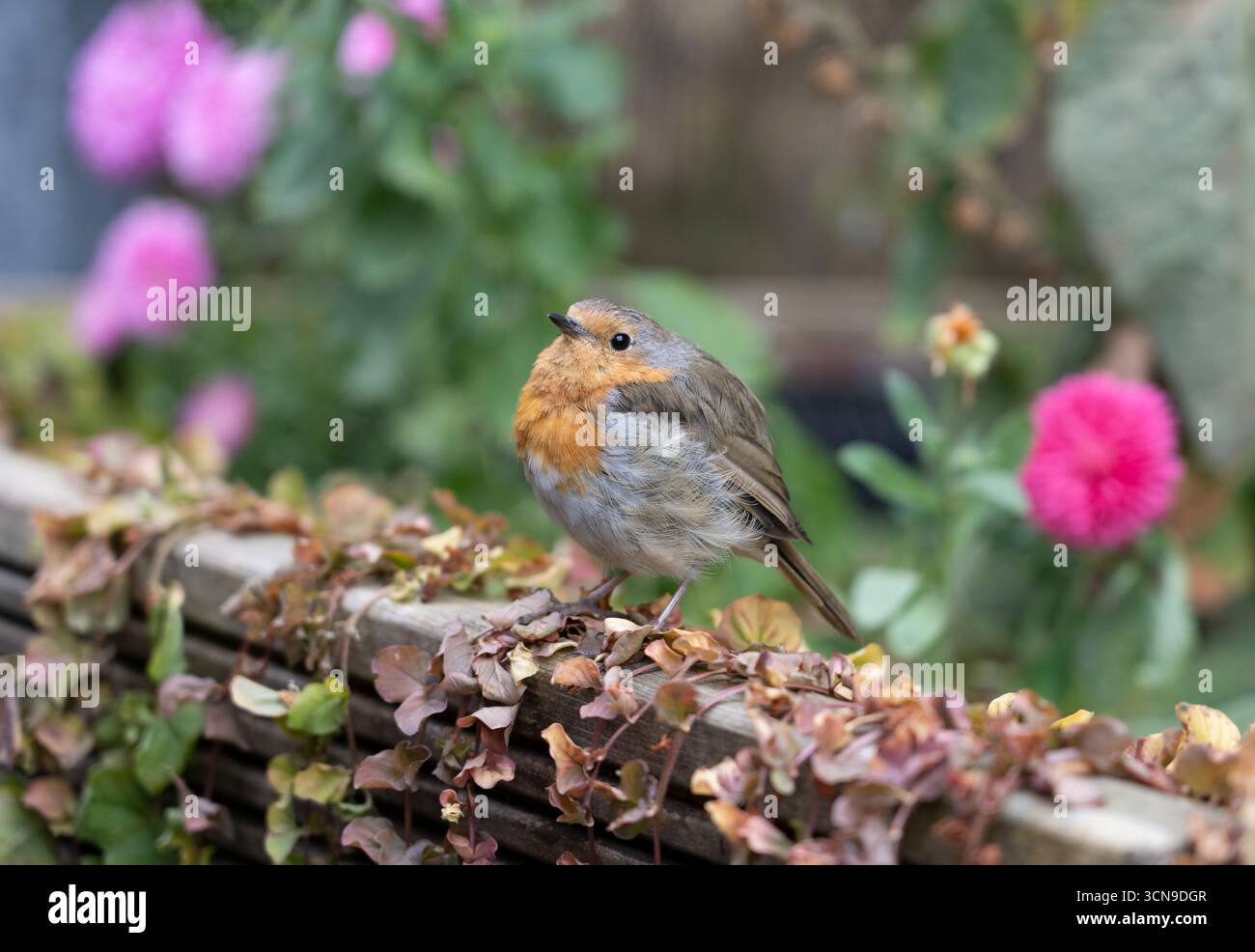Europäische robin (Erithacus rubecula) alias robin oder robin Rotbrust in Cheshire Garden, England, Großbritannien Stockfoto