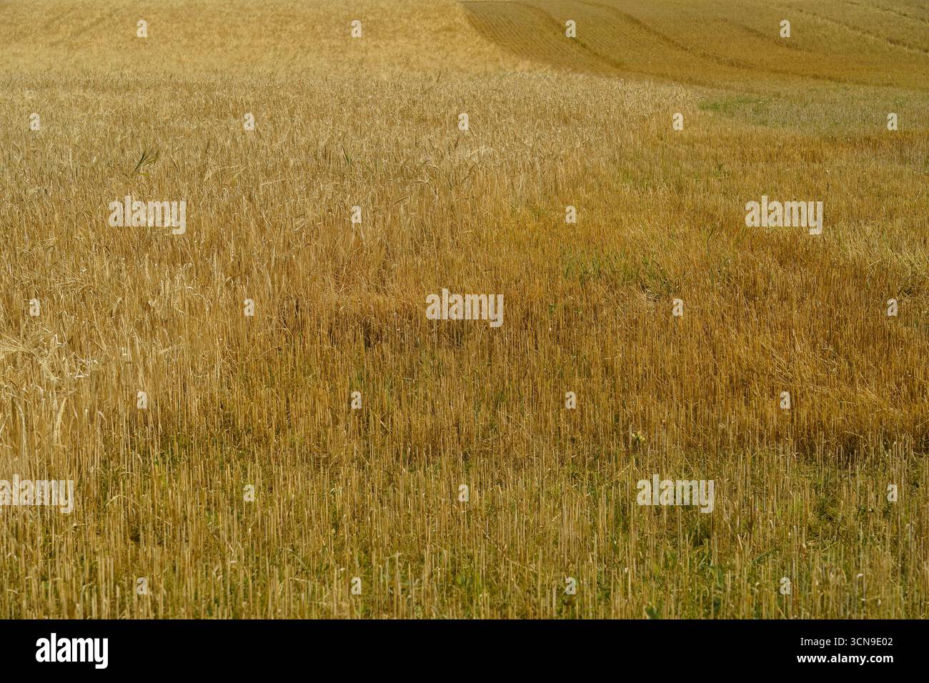 Goldene Weizenfelder im Spätsommer in Finnland Stockfoto