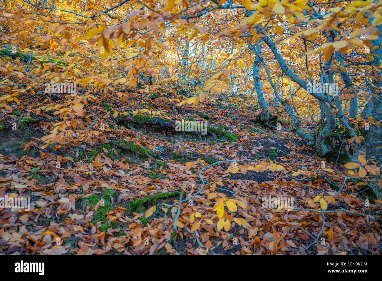 Ruhige Herbstwaldlandschaft mit gefallenen gelben Blättern. Friedliche, brillante Herbstfarben. Schöne saisonale Abwechslung. Hintergrund von Fallbäumen Stockfoto