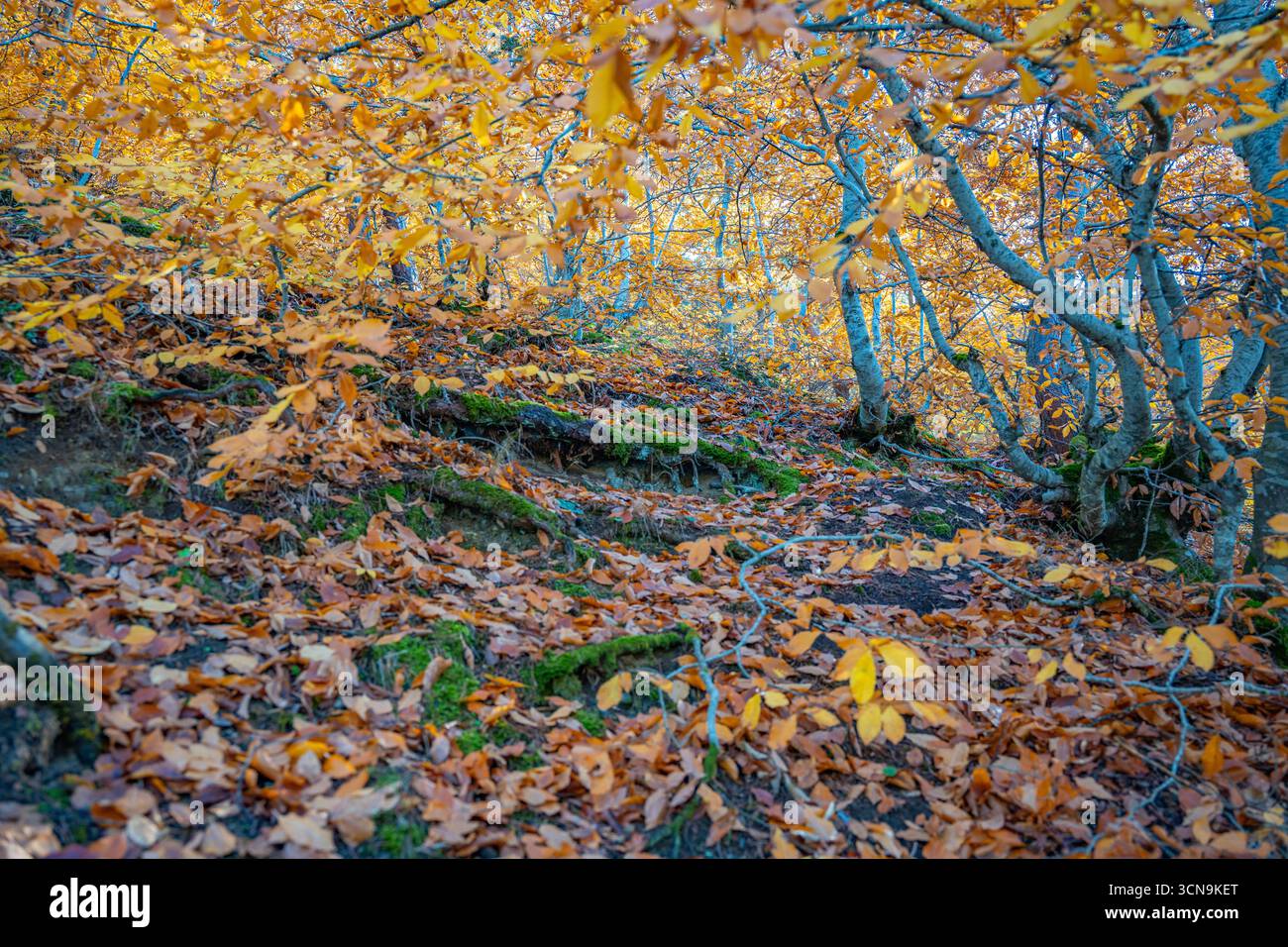Ruhige Herbstwaldlandschaft mit gefallenen gelben Blättern. Friedliche, brillante Herbstfarben. Schöne saisonale Abwechslung. Hintergrund von Fallbäumen Stockfoto