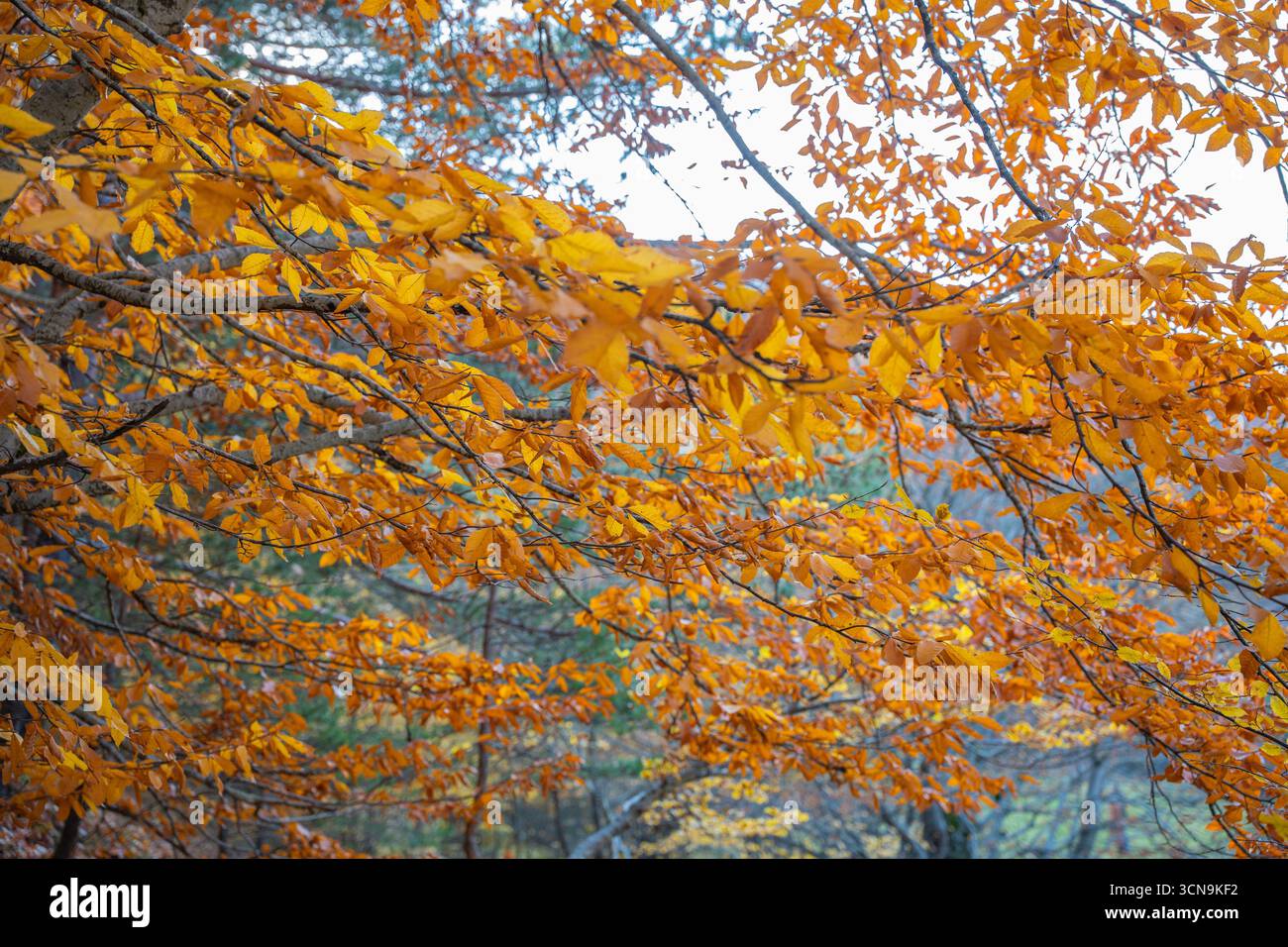 Ruhige Herbstwaldlandschaft mit gefallenen gelben Blättern. Friedliche, brillante Herbstfarben. Schöne saisonale Abwechslung. Hintergrund von Fallbäumen Stockfoto
