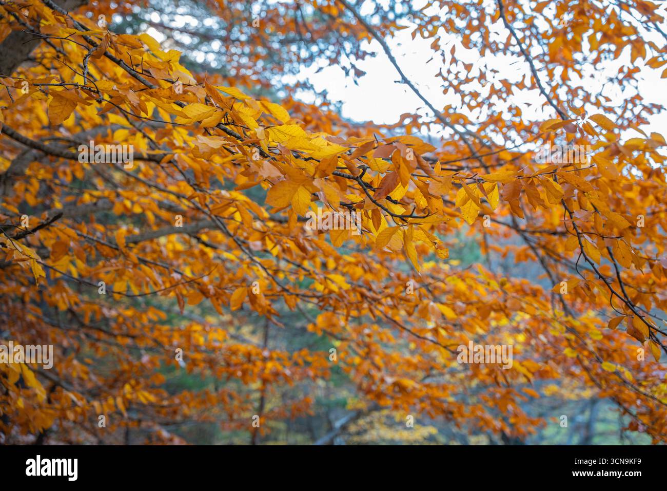 Ruhige Herbstwaldlandschaft mit gefallenen gelben Blättern. Friedliche, brillante Herbstfarben. Schöne saisonale Abwechslung. Hintergrund von Fallbäumen Stockfoto