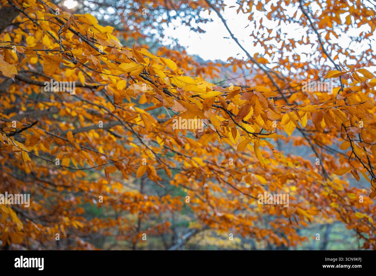 Ruhige Herbstwaldlandschaft mit gefallenen gelben Blättern. Friedliche, brillante Herbstfarben. Schöne saisonale Abwechslung. Hintergrund von Fallbäumen Stockfoto