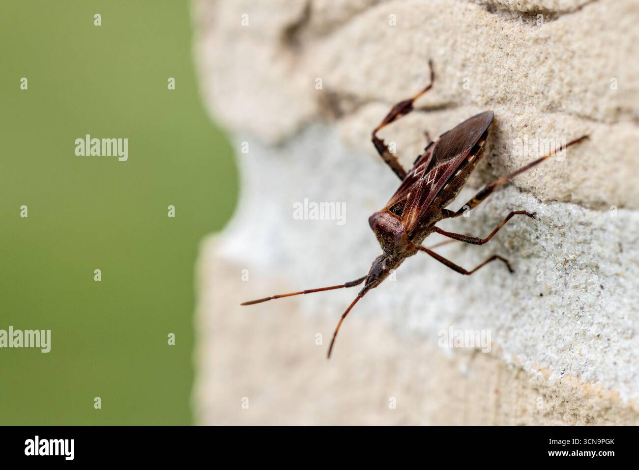 Westlicher Nadelkraut (Leptoglossus occidentalis) an einer Mauer im Herbst, Pas-de-Calais, Frankreich Stockfoto