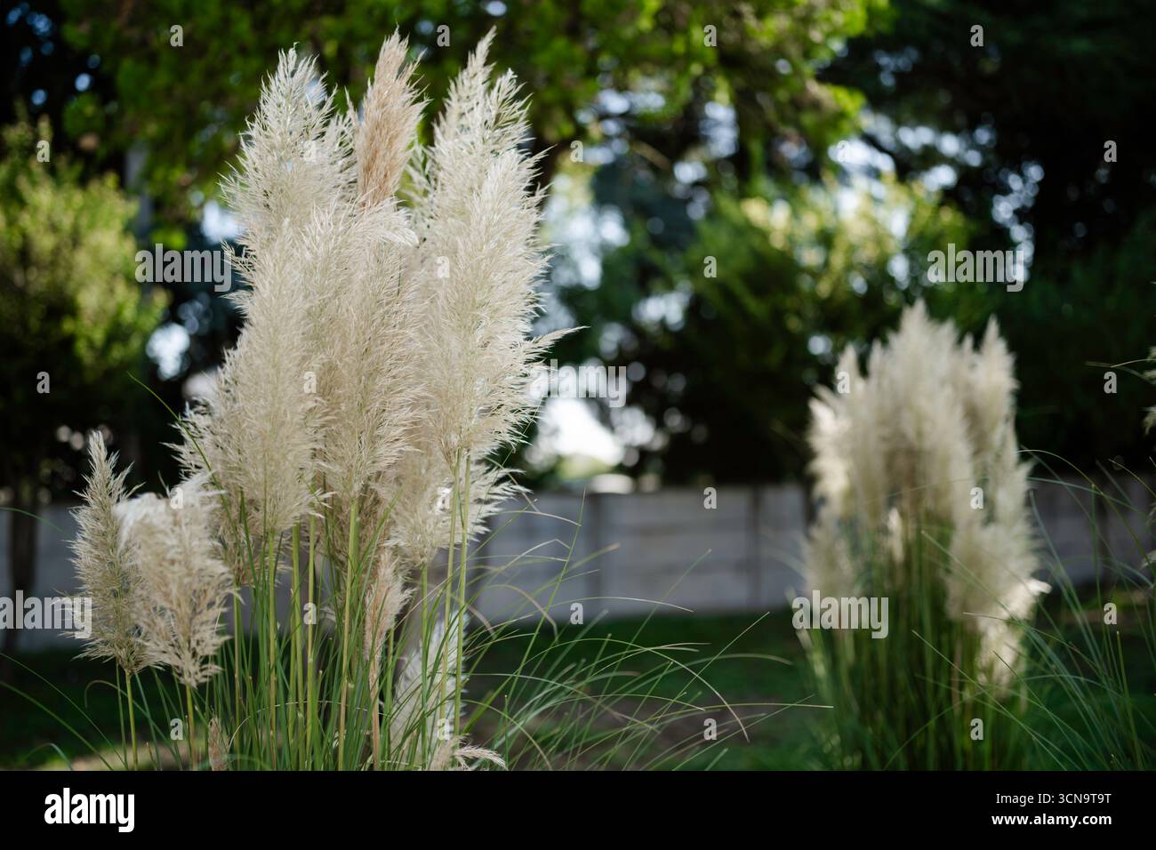 Pampas-Grasfedern zeigen eine federleichte, cremeweiße Textur vor leuchtend grünem Gartenlaub, sonnendurchflutete Outdoor-Szene, die eine ruhige, elegante Natu vermittelt Stockfoto