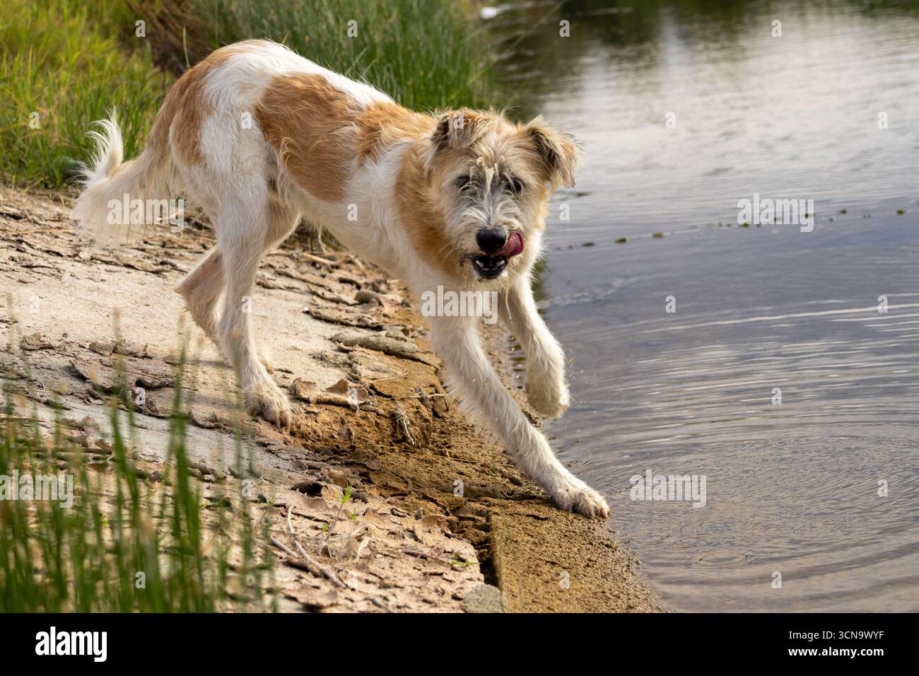 Nahaufnahme eines Hundes mit hellbraunem und weißem Fell, der auf dem Gras in der Nähe des Wassers in einer ländlichen Umgebung liegt Stockfoto