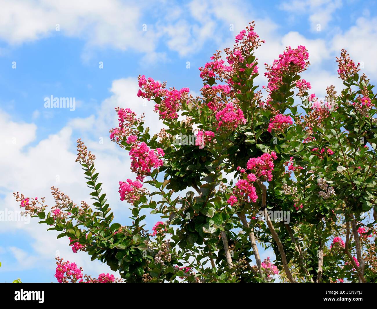 Crape myrte oder Krepeflower blüht auf blauem Himmel Hintergrund Stockfoto