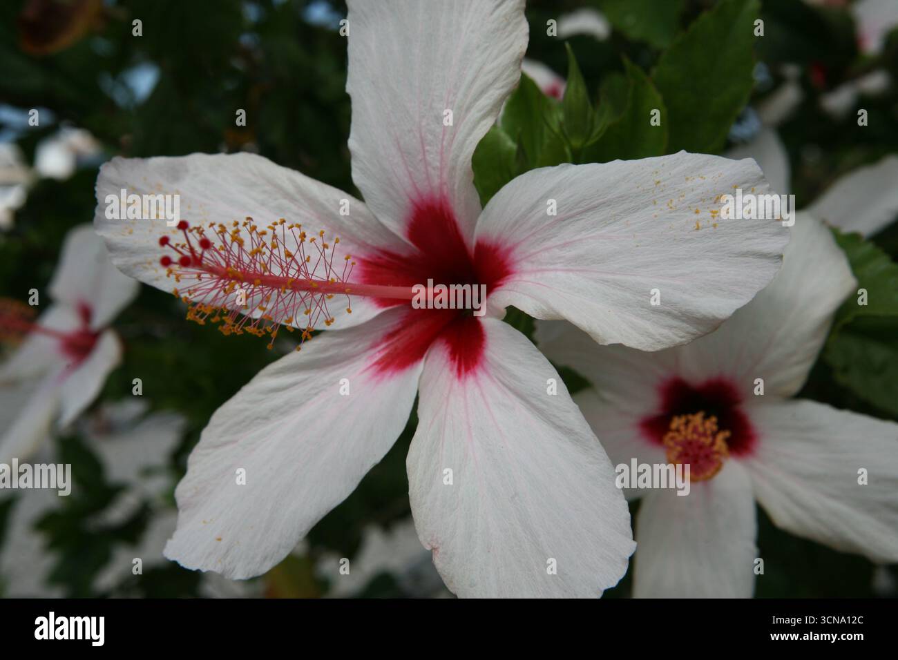 Hibiscus ist eine Gattung von blühenden Pflanzen aus der Malvenfamilie Malvaceae Stockfoto