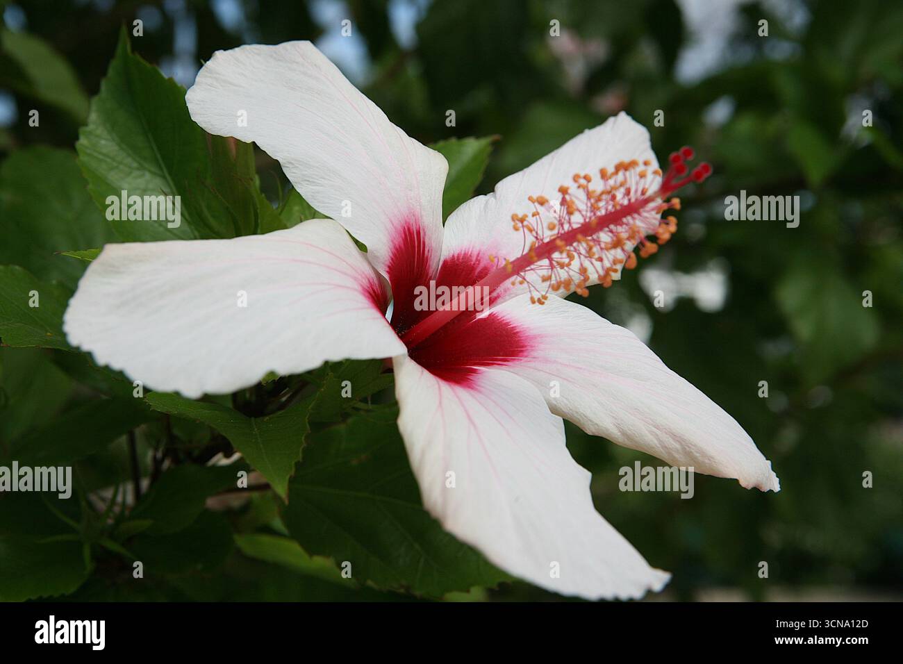 Hibiscus ist eine Gattung von blühenden Pflanzen aus der Malvenfamilie Malvaceae Stockfoto