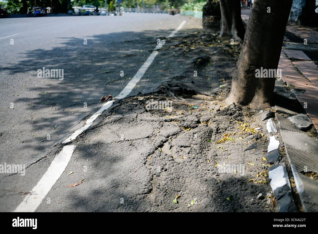 Die Baumwurzelstruktur beschädigt die Asphaltstraße Stockfoto