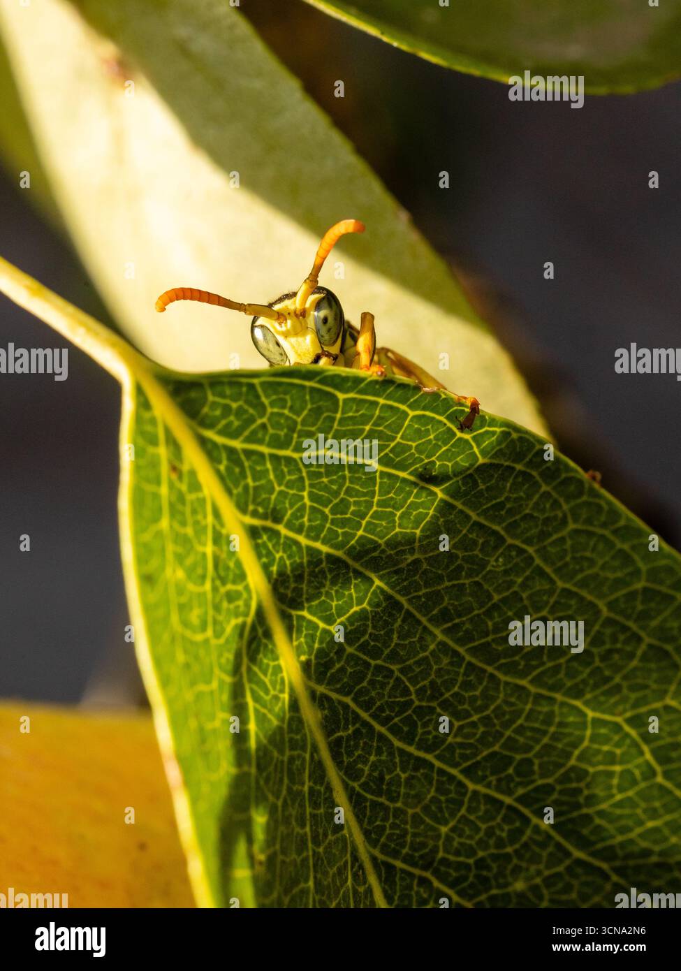 Wespe, die auf Ästen und Blättern eines Birnenbaums auf einem Feld in Salamanca, Spanien, ruht Stockfoto