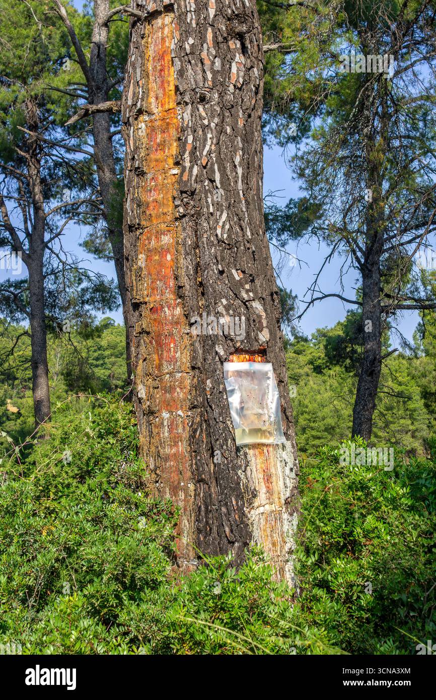 Sammlung von Harz aus der Aleppo-Kiefer in Plastiktüte zum Aromatisieren der harzhaltigen Weinretsina auf der griechischen Halbinsel Chalkidiki/Chalcidice, Griechenland Stockfoto