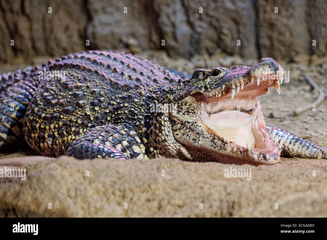 Ein Krokodil bastelt sich mit geöffneter Mundseite und zeigt seine Zähne, die auf Beute warten. Die Haut wird bis ins Detail gezeigt Stockfoto