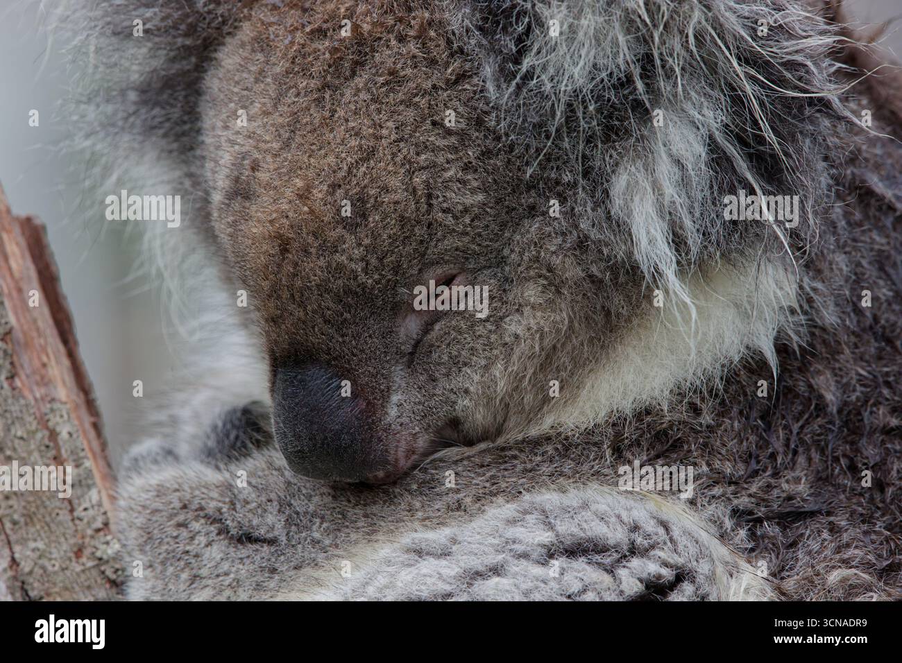 Porträt eines niedlichen schlafenden Koala-Bären in einem Baum, der das Fell bis ins Detail zeigt Stockfoto