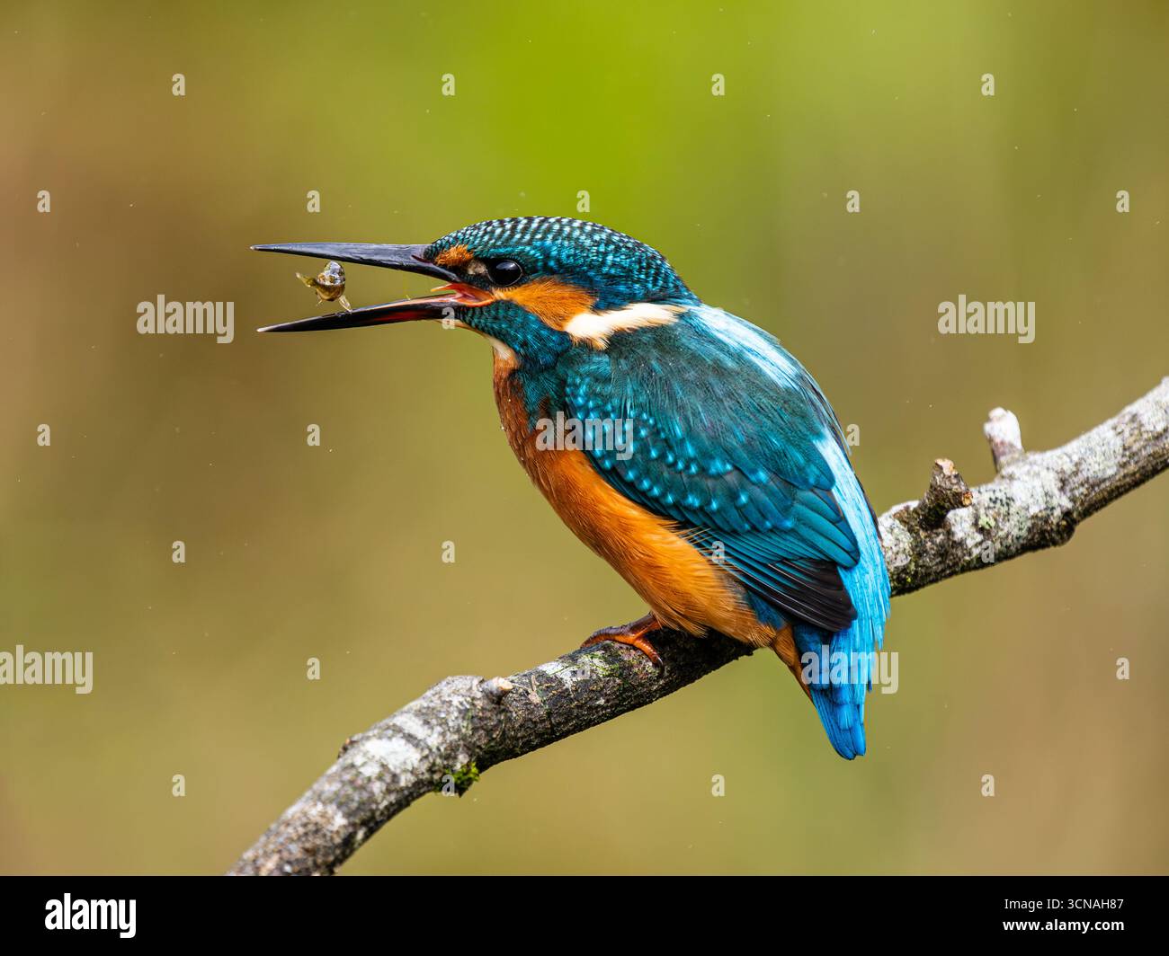 Eisvogel im Herbst in Mitte Wales Stockfoto
