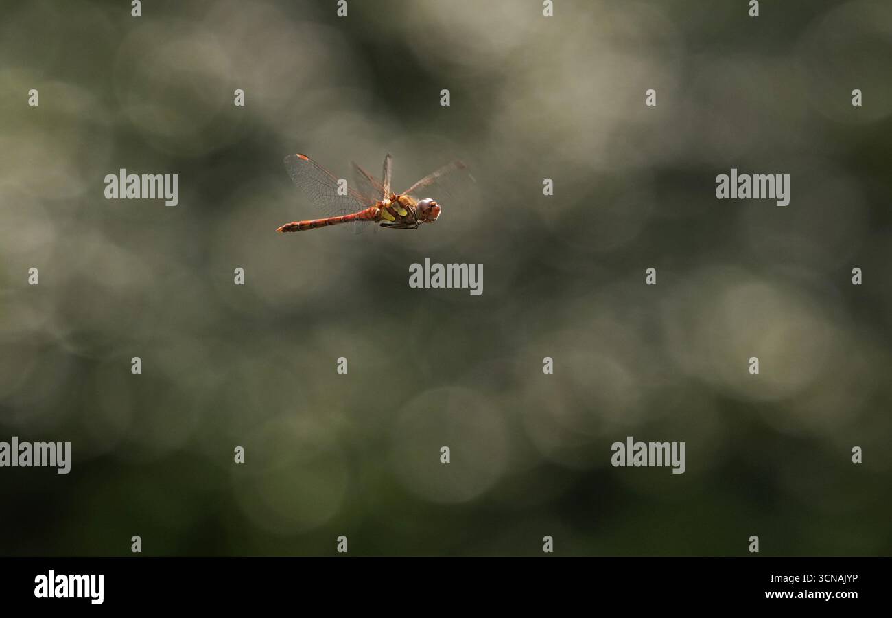 Berlin, Deutschland. September 2025. 01.09.2025, Berlin. Eine Libelle der Gattung Sympetrum fliegt in einem Kleingarten. Kredit: Wolfram Steinberg/dpa Kredit: Wolfram Steinberg/dpa/Alamy Live News Stockfoto