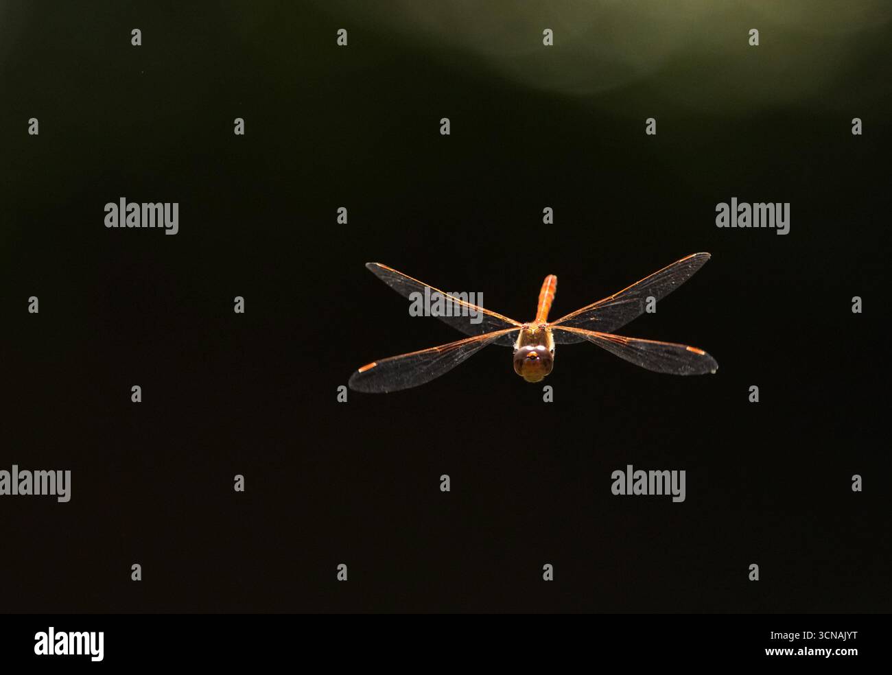 Berlin, Deutschland. September 2025. 01.09.2025, Berlin. Eine Libelle der Gattung Sympetrum fliegt in einem Kleingarten. Kredit: Wolfram Steinberg/dpa Kredit: Wolfram Steinberg/dpa/Alamy Live News Stockfoto