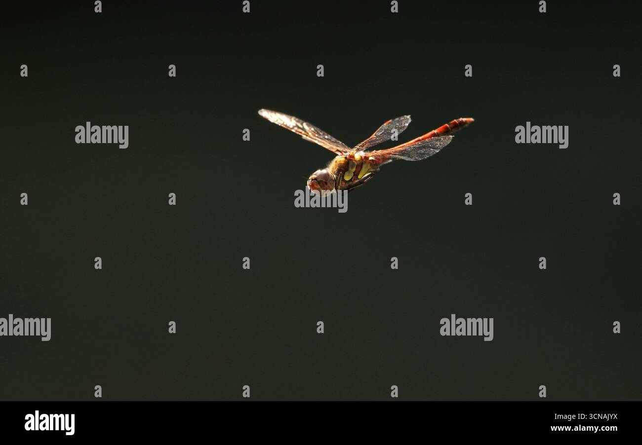 Berlin, Deutschland. September 2025. 01.09.2025, Berlin. Eine Libelle der Gattung Sympetrum fliegt in einem Kleingarten. Kredit: Wolfram Steinberg/dpa Kredit: Wolfram Steinberg/dpa/Alamy Live News Stockfoto