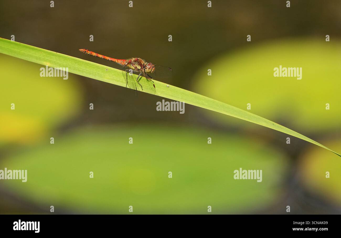 Berlin, Deutschland. September 2025. 01.09.2025, Berlin. Eine Libelle der Gattung Sympetrum sitzt auf einem Blatt an einem Teich in einem Kleingarten. Kredit: Wolfram Steinberg/dpa Kredit: Wolfram Steinberg/dpa/Alamy Live News Stockfoto