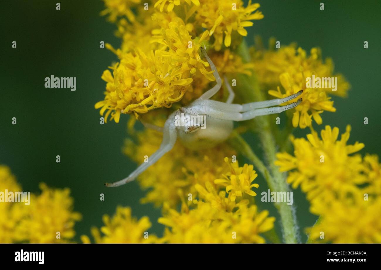 Berlin, Deutschland. 31. August 2025. 31.08.2025, Berlin. Eine weibliche Krabbenspinne Misumena vatia lauert unter einer gelben Blüte um Beute. Die Weibchen dieser Art können ihre Farbe an verschiedene Blumen- und Blattfarben anpassen. Die Beute der Spinnen ist oft wesentlich größer als die Spinnen selbst. Dennoch werden sie von dem blitzschnellen Greifen der Spinnen und der Injektion eines schnellen Giftes überwältigt. Kredit: Wolfram Steinberg/dpa Kredit: Wolfram Steinberg/dpa/Alamy Live News Stockfoto