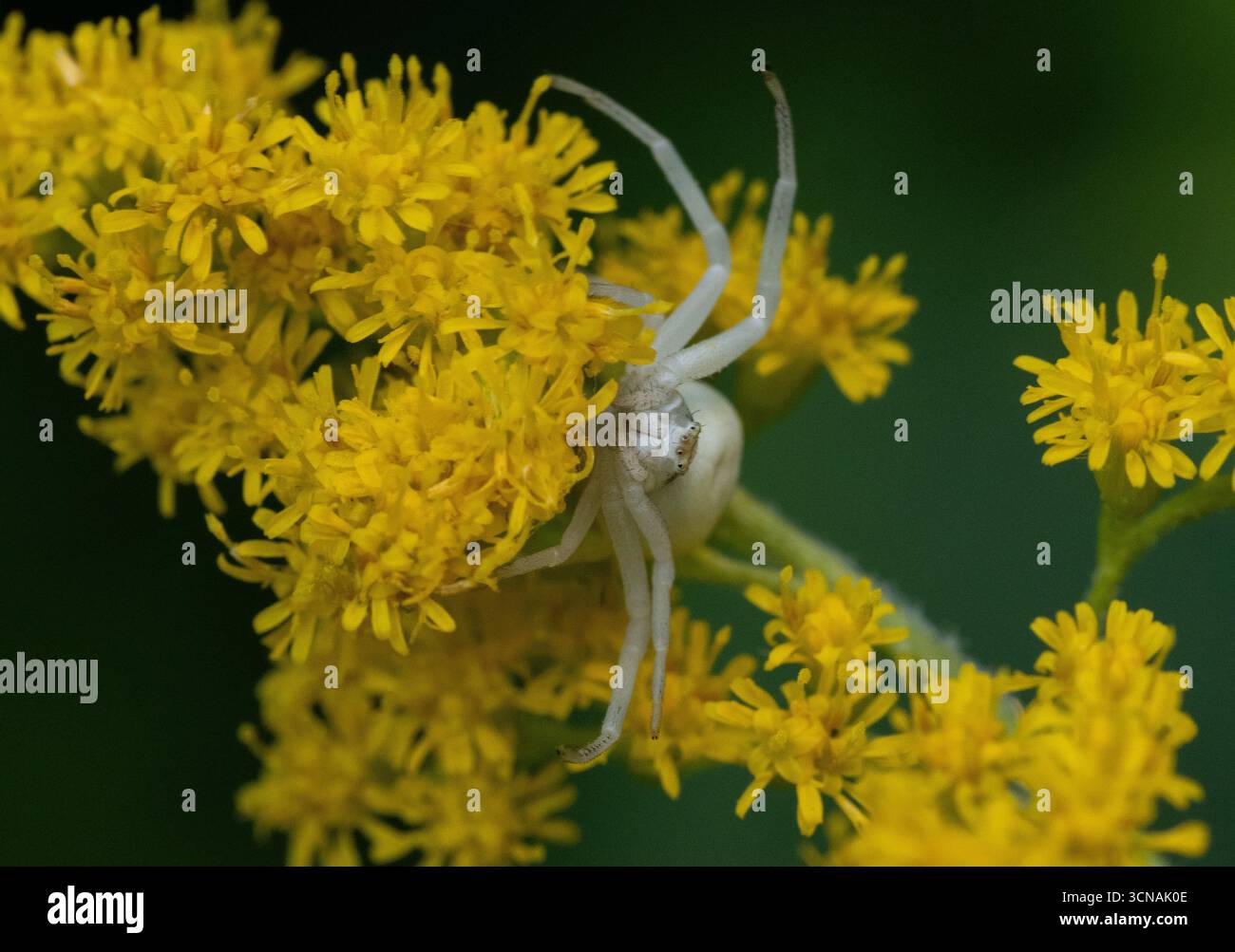 Berlin, Deutschland. 31. August 2025. 31.08.2025, Berlin. Eine weibliche Krabbenspinne Misumena vatia wartet auf Beute auf einer gelben Blüte. Die Weibchen dieser Art können ihre Farbe an verschiedene Blumen- und Blattfarben anpassen. Die Beute der Spinnen ist oft wesentlich größer als die Spinnen selbst. Dennoch werden sie von den Spinnen durch blitzschnelles Greifen und die Injektion eines schnellen Giftes überwältigt. Kredit: Wolfram Steinberg/dpa Kredit: Wolfram Steinberg/dpa/Alamy Live News Stockfoto