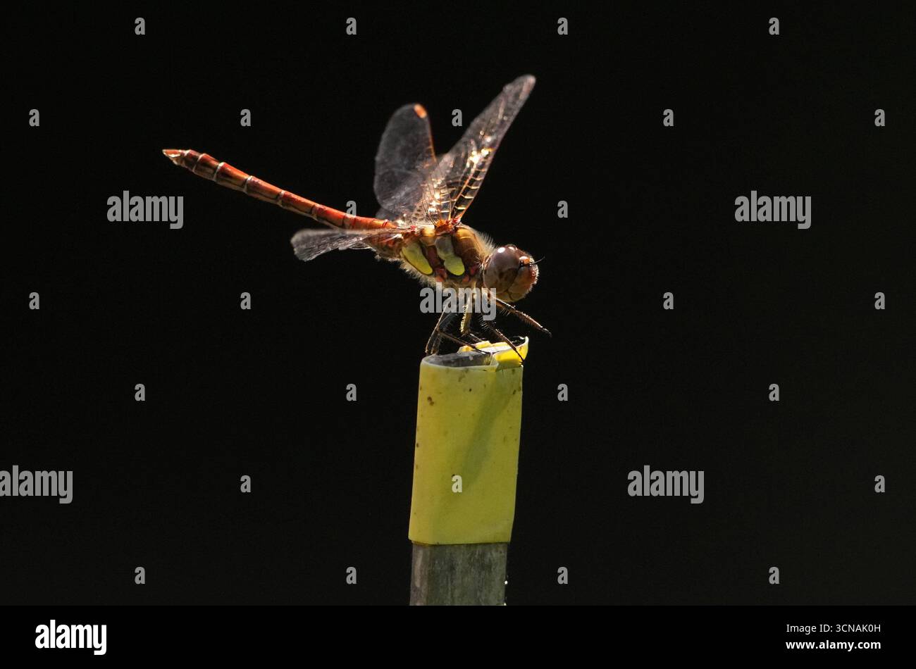 Berlin, Deutschland. September 2025. 01.09.2025, Berlin. Eine Libelle der Gattung Sympetrum sitzt auf einem Holzstock, der in Plastik gewickelt ist, in einem Kleingarten. Kredit: Wolfram Steinberg/dpa Kredit: Wolfram Steinberg/dpa/Alamy Live News Stockfoto