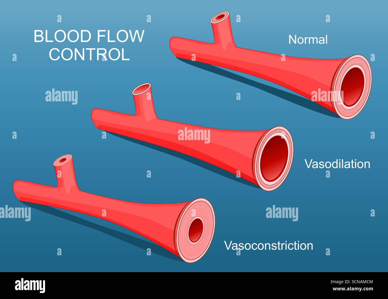Vasokonstriktion und Vasodilatation. Schematische Darstellung der Veränderungen des Gefäßdurchmessers. Normale Arteria, entspannte Gefäßwand und Verengung der Blutöffnung Stock Vektor