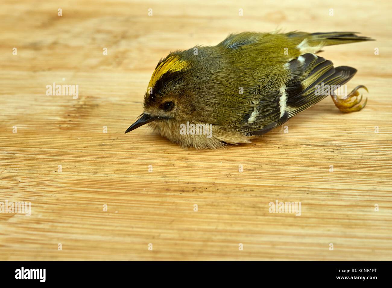Der tote Goldcrest wurde vor einem Gebäude gefunden, an einem Weg am Fenster Stockfoto Der tote Goldcrest wurde vor einem Gebäude gefunden, an einem Weg am Fenster Stockfoto