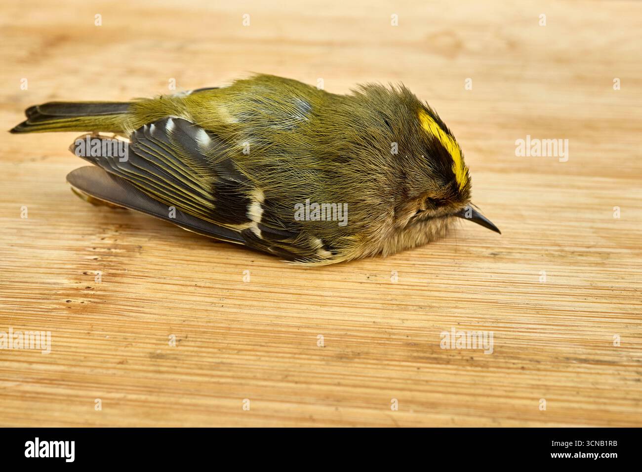 Der tote Goldcrest wurde vor einem Gebäude gefunden, an einem Weg am Fenster Stockfoto Der tote Goldcrest wurde vor einem Gebäude gefunden, an einem Weg am Fenster Stockfoto