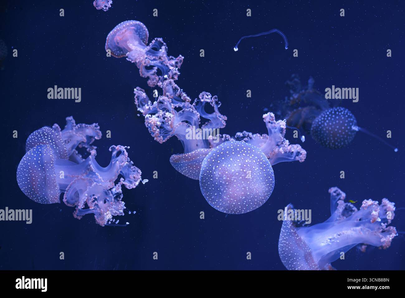 Gruppe von Phyllorhiza punctata oder australischen Fleckquallen, die anmutig im tiefblauen Wasser des Aquariums treiben. Tier, Wasserorganismus, Unterwasser Stockfoto